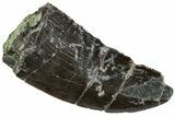Serrated Carnosaurian Dinosaur (Allosaurus) Tooth - Colorado #261696-1